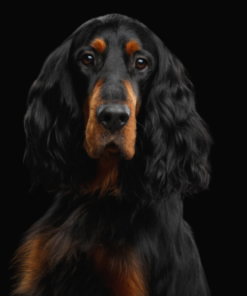 Setter / Spaniel
